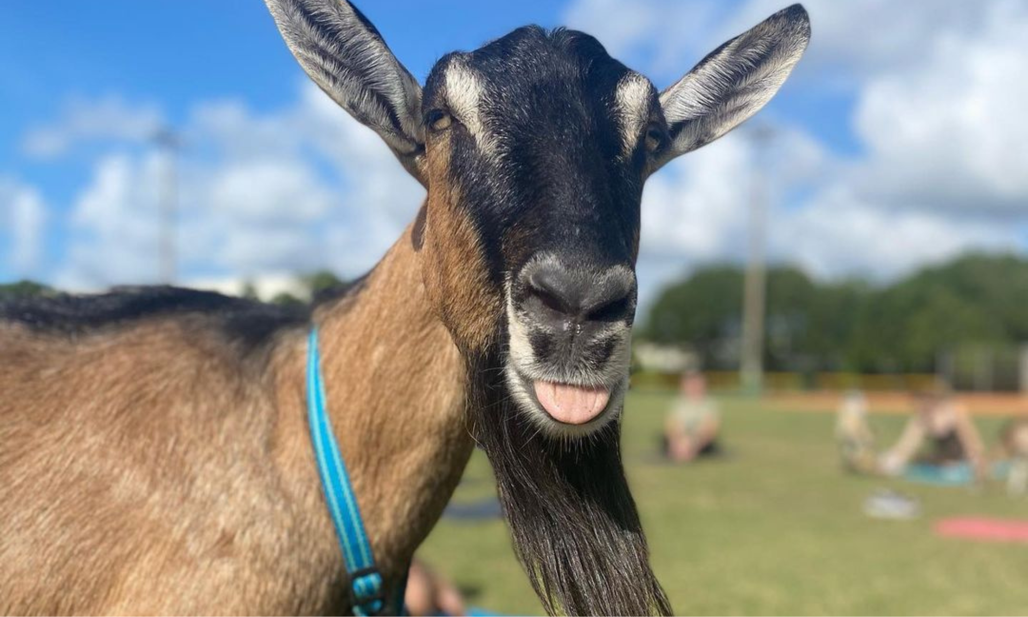 Miami Florida Goat Yoga Things to Do Near Me
