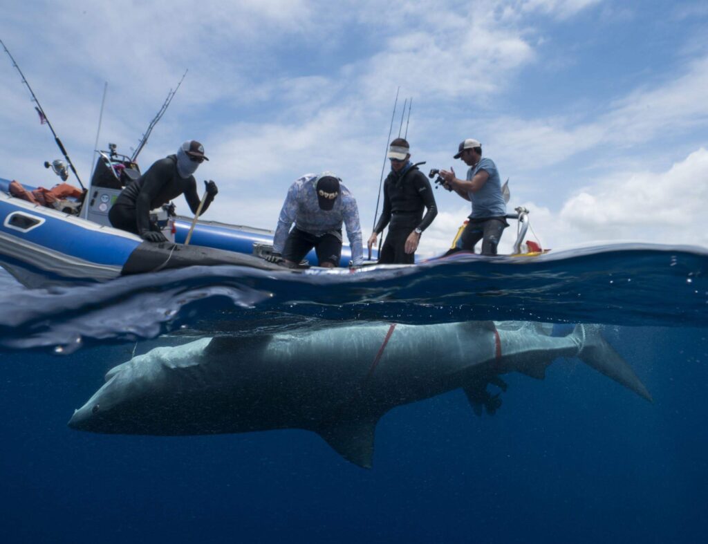 Meet a Real Life Shark Scientist Online Experience on exploringnotboring.com_Photo of a Sereia Tiger shark in tonic immobility_underwater shot showing the shark and the scientists