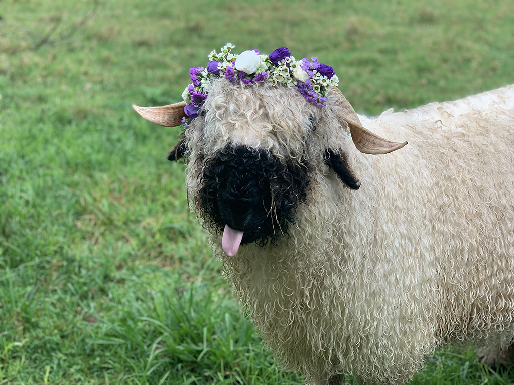 Meet the World's Cleverest Sheep, an Online Experience by Noeline Cassettari on exploringnotboring.com